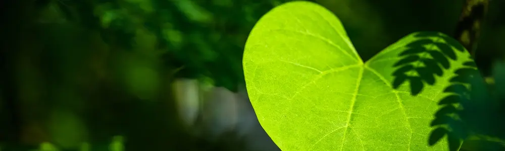 Botanicals Worth Taking to Heart