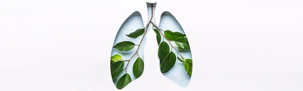 The Gut–Lung Microbiome Axis: A Bidirectional Immune Highway