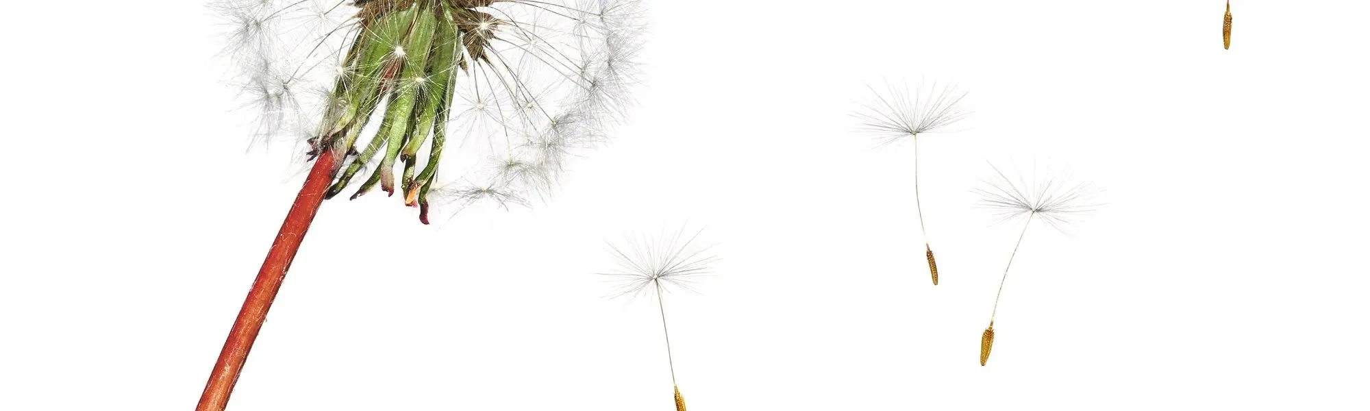 Is Your Liver Ready for Allergy Season?