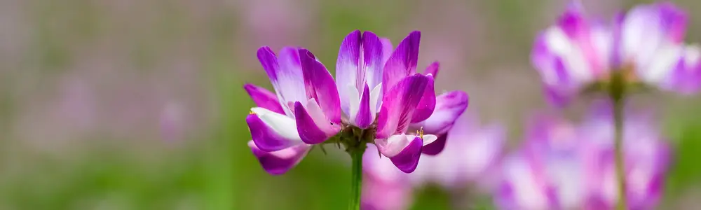 Astragalus: A tonic for the immune system