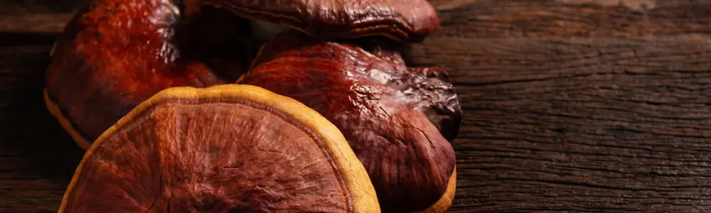 Medicinal Mushrooms: Super Fungi to the Rescue!