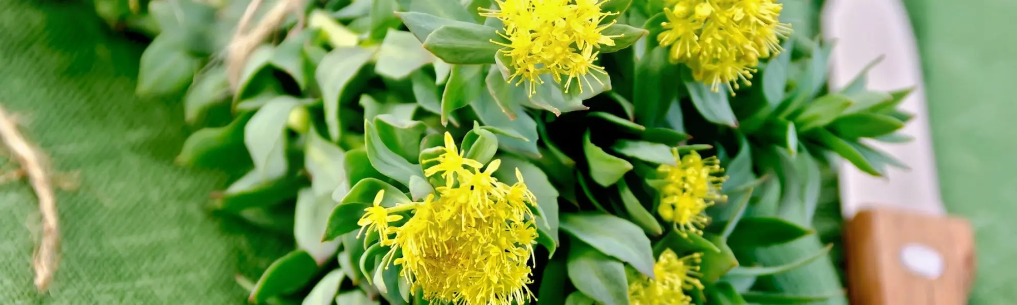 Manage Stress Naturally with Rhodiola