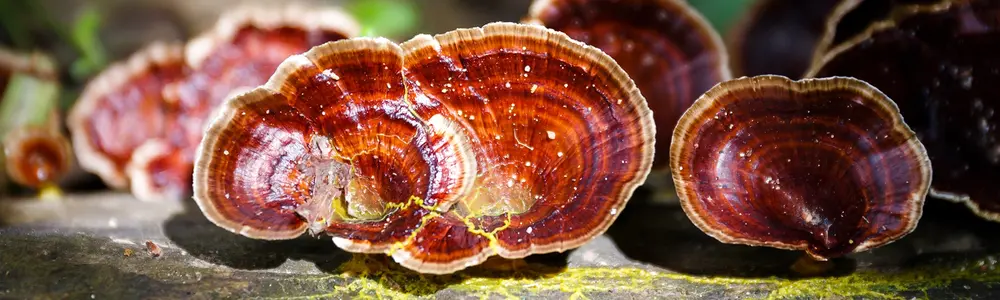 Reishi Spores: A Novel Application of Medicinal Mushrooms