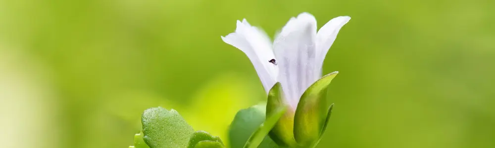 Don’t Forget Bacopa monnieri: An Ancient Herb Turned Modern Nootropic