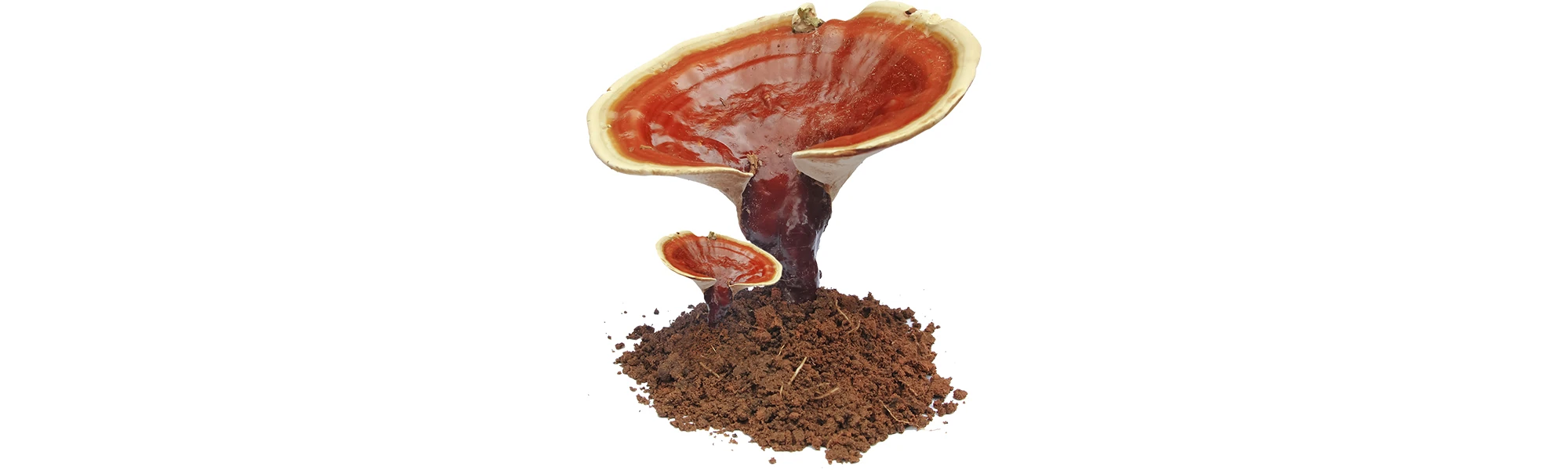 Red Reishi: A History of Benefits