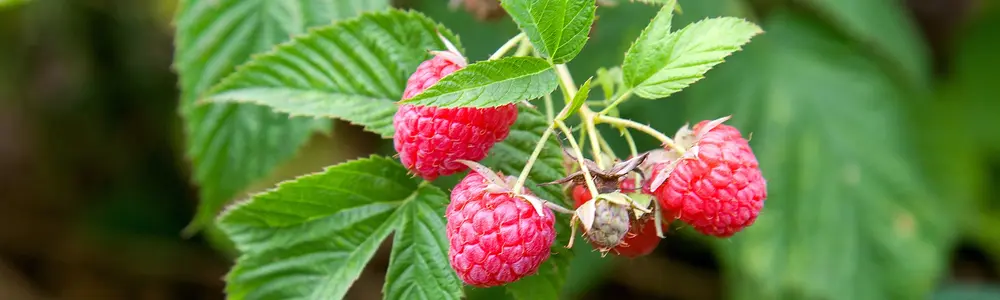 Red Raspberry Leaf: Partus Preparator