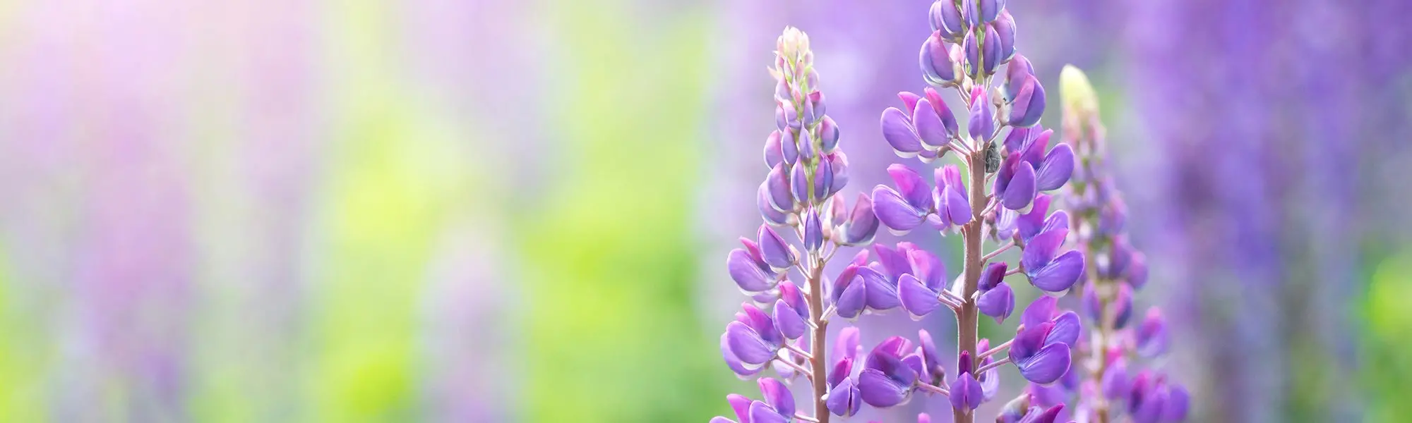 Lupine Seed High-Quality Vegan Protein