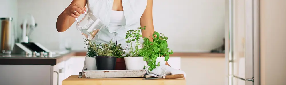 Five Herbs to Start Your Own Medicinal Garden: Herbal Essentials