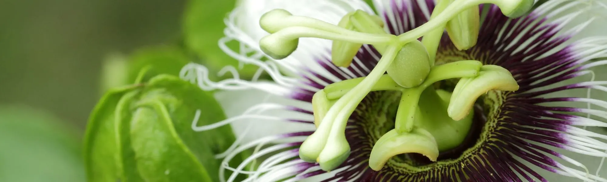 Passionflower: Plant Medicine for Anxiety, Insomnia, and Addiction
