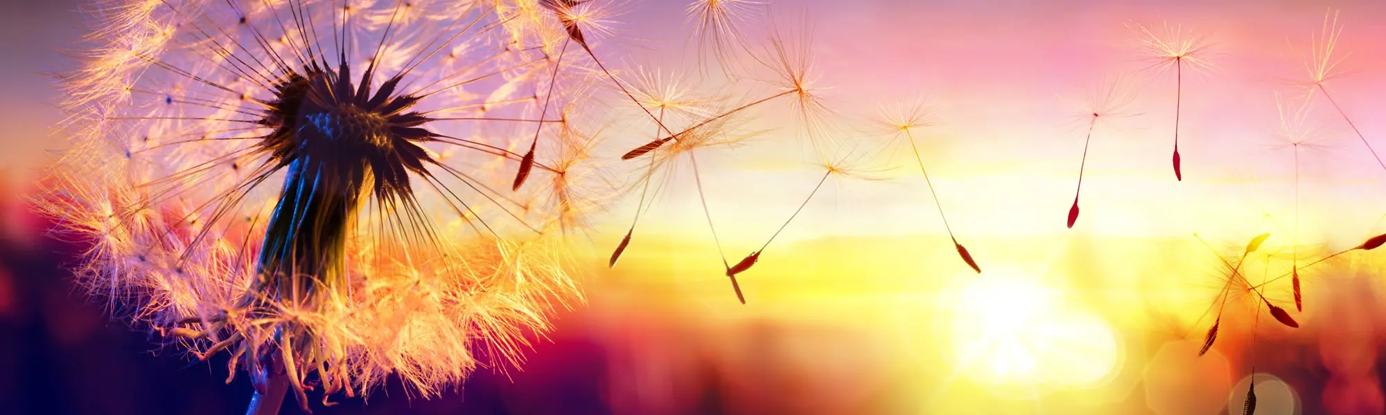 Blowin’ in the Wind—Natural Relief from Airborne Allergens